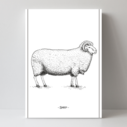 Sheep by Jason Stanley