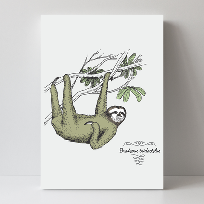 Sloth by Jason Stanley