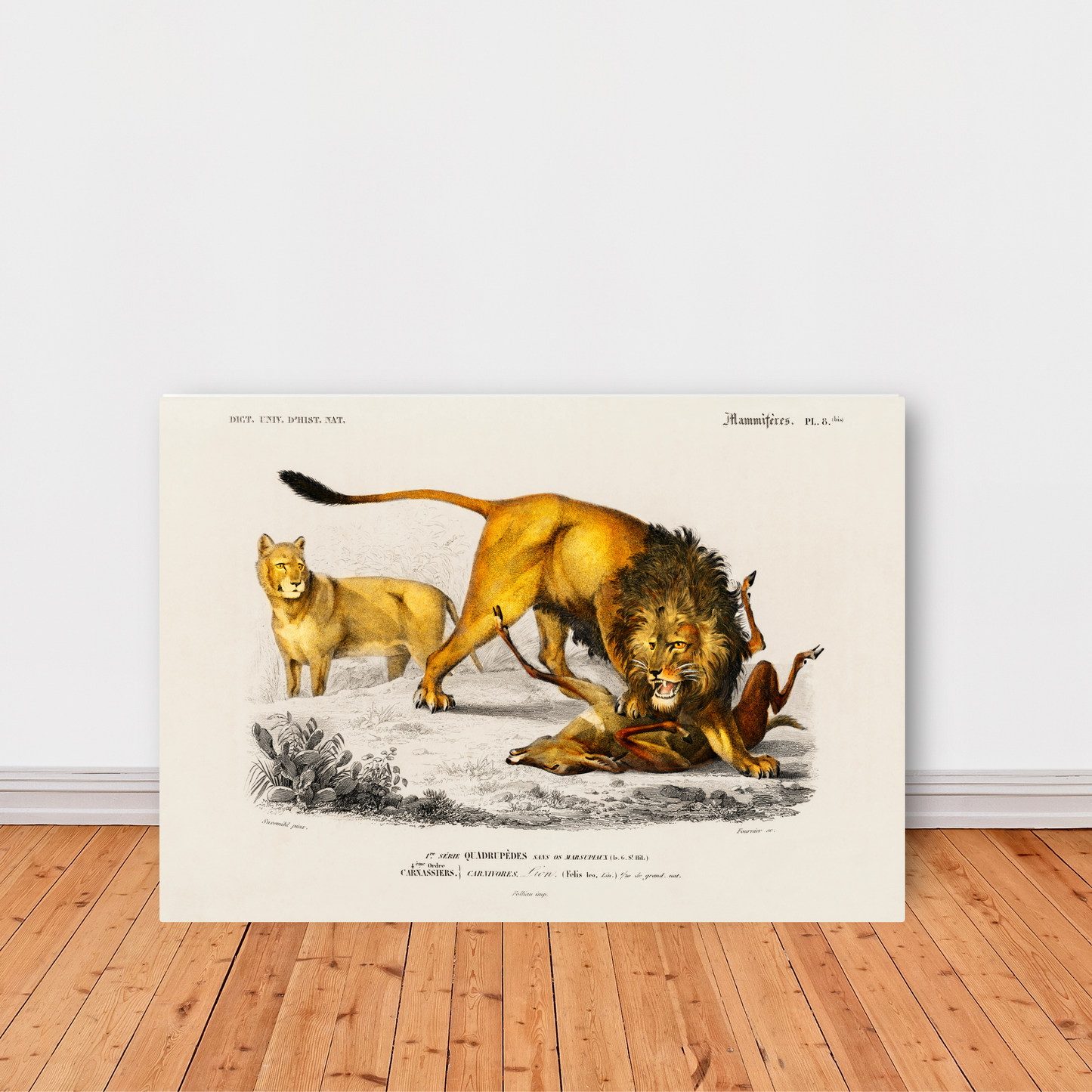 Lion by Jason Stanley