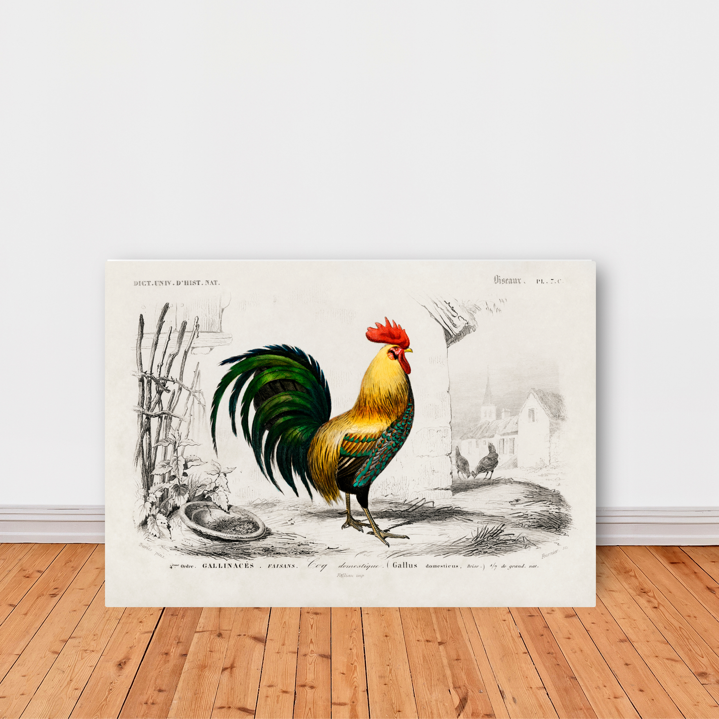 Cockrel by Jason Stanley