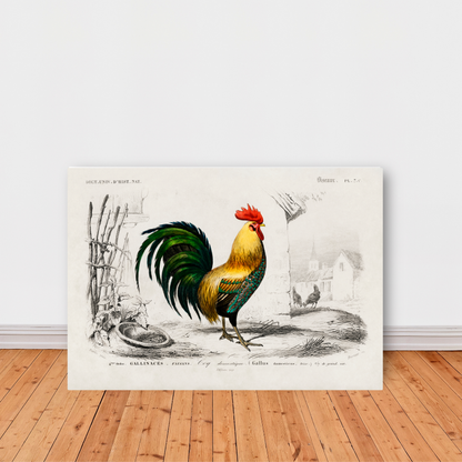 Cockrel by Jason Stanley
