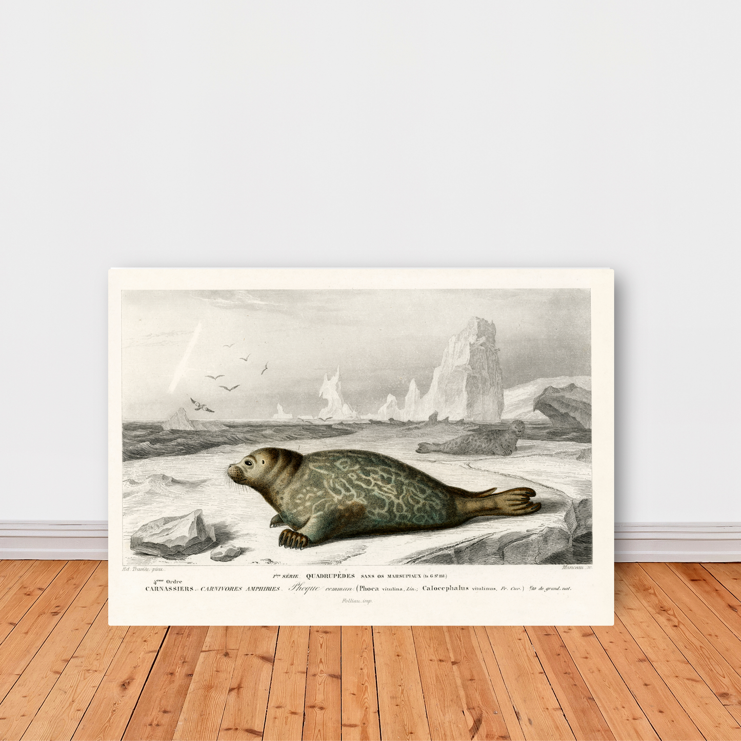 Seal by Jason Stanley