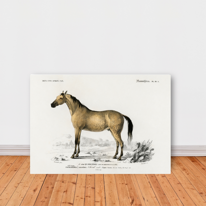 Horse by Jason Stanley