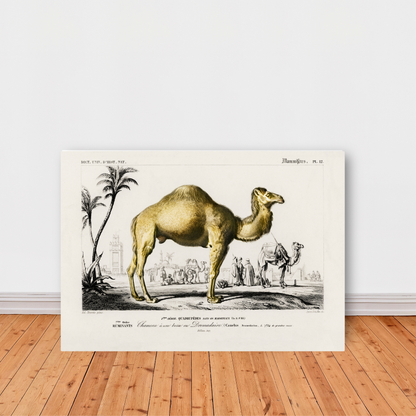 Camel by Jason Stanley