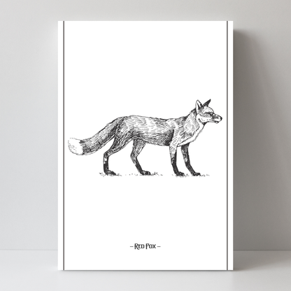 Red Fox by Jason Stanley