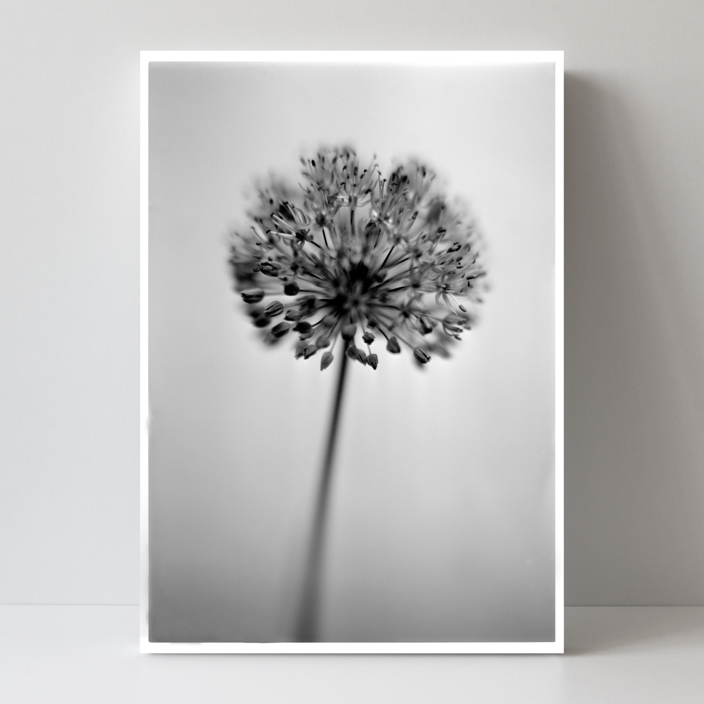 Allium No.01 by Samuel Knight