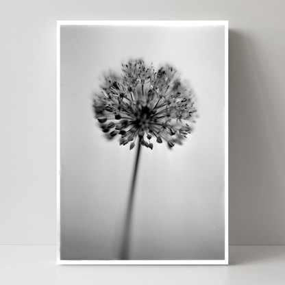 Allium No.01 by Samuel Knight