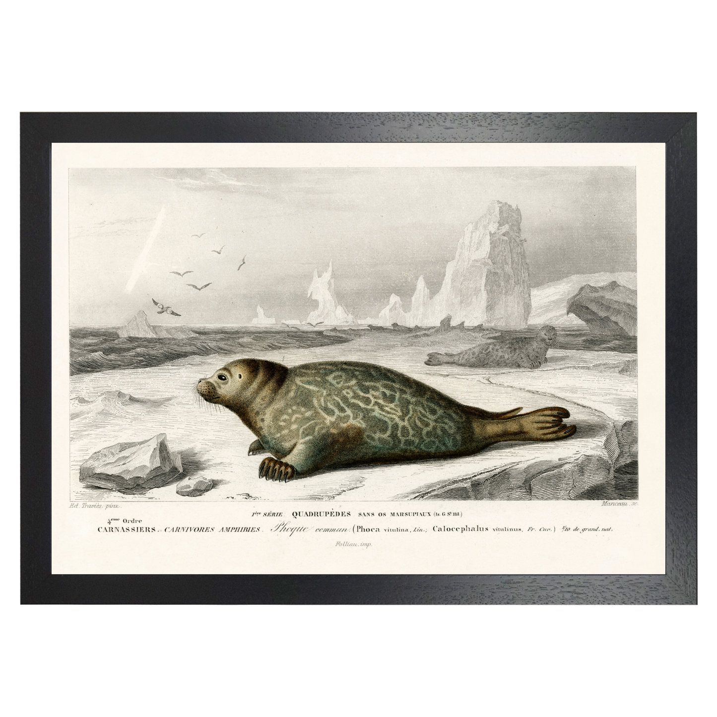 Seal by Jason Stanley