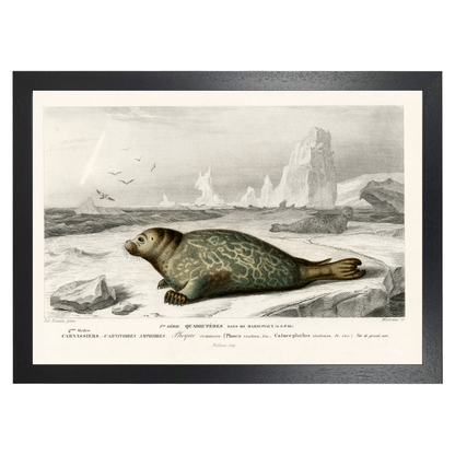 Seal by Jason Stanley