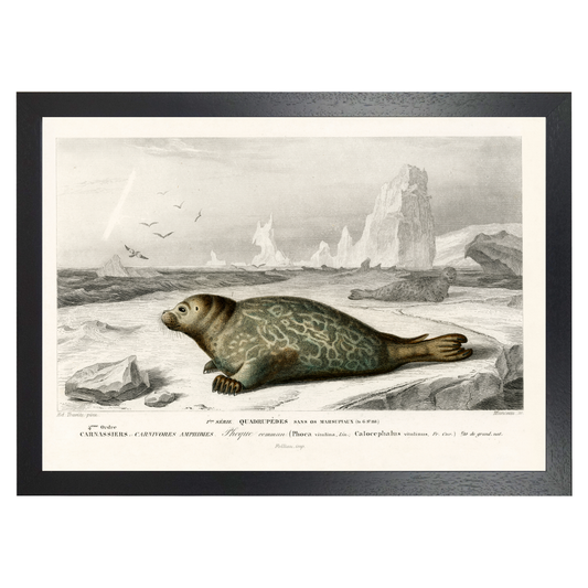 Seal by Jason Stanley