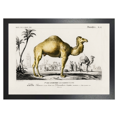 Camel by Jason Stanley
