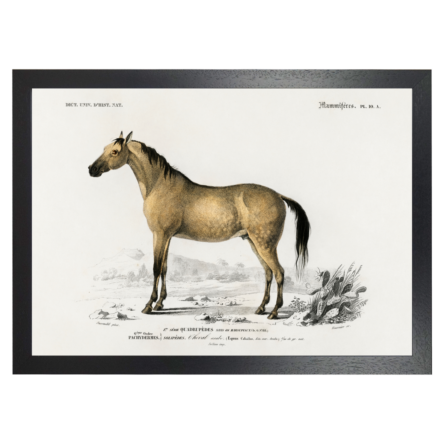 Horse by Jason Stanley