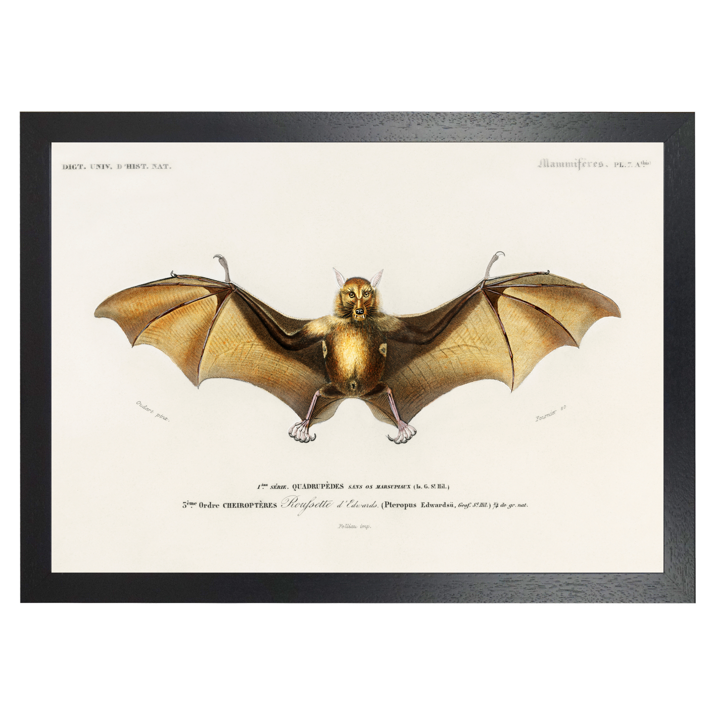 Bat by Jason Stanley