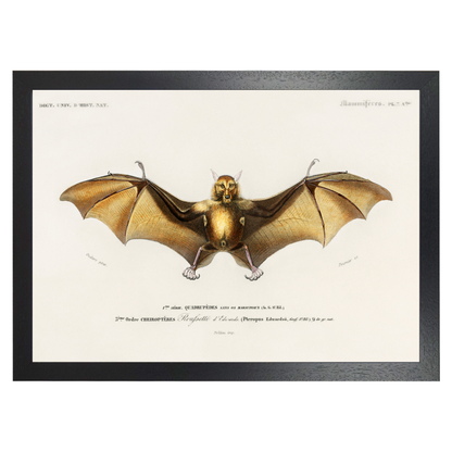 Bat by Jason Stanley
