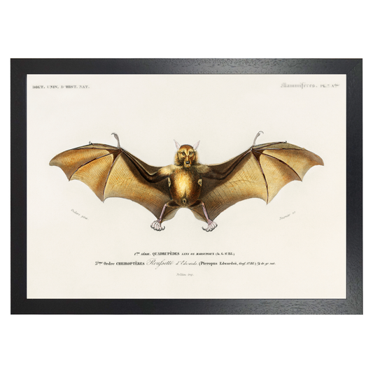 Bat by Jason Stanley
