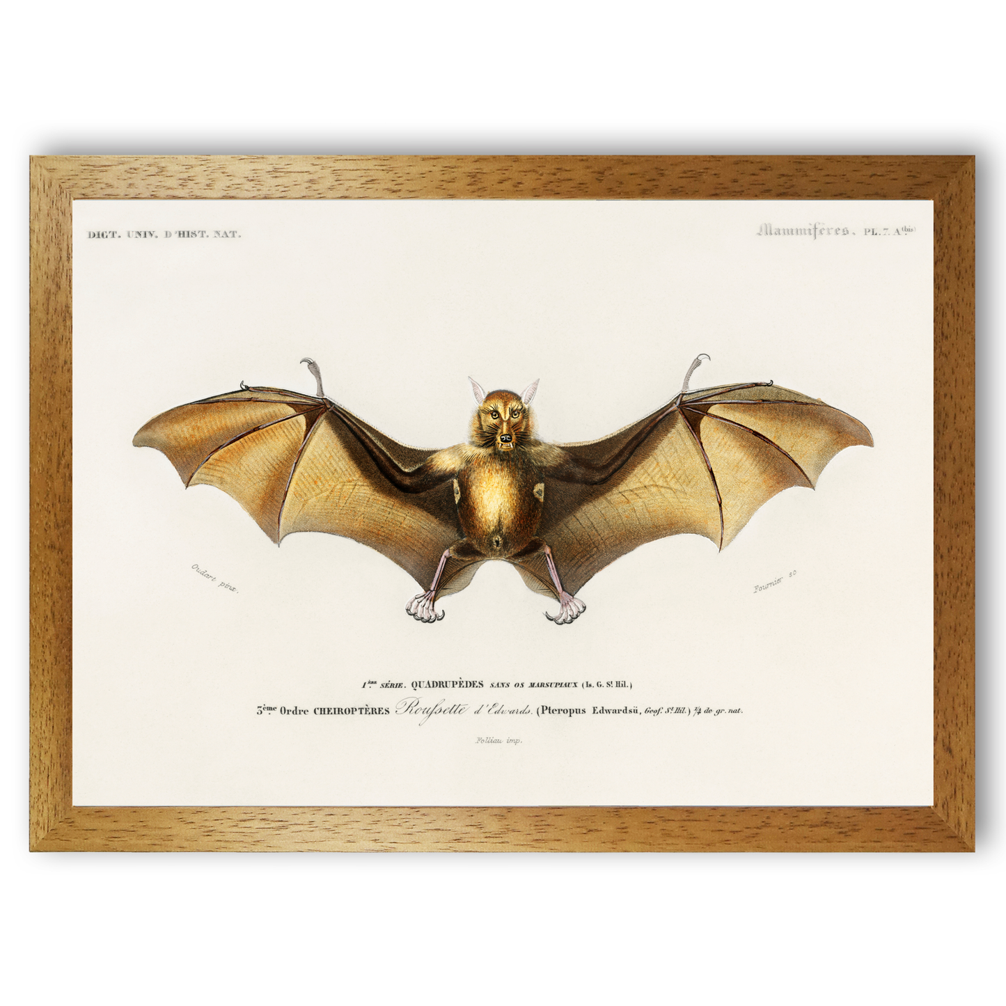Bat by Jason Stanley