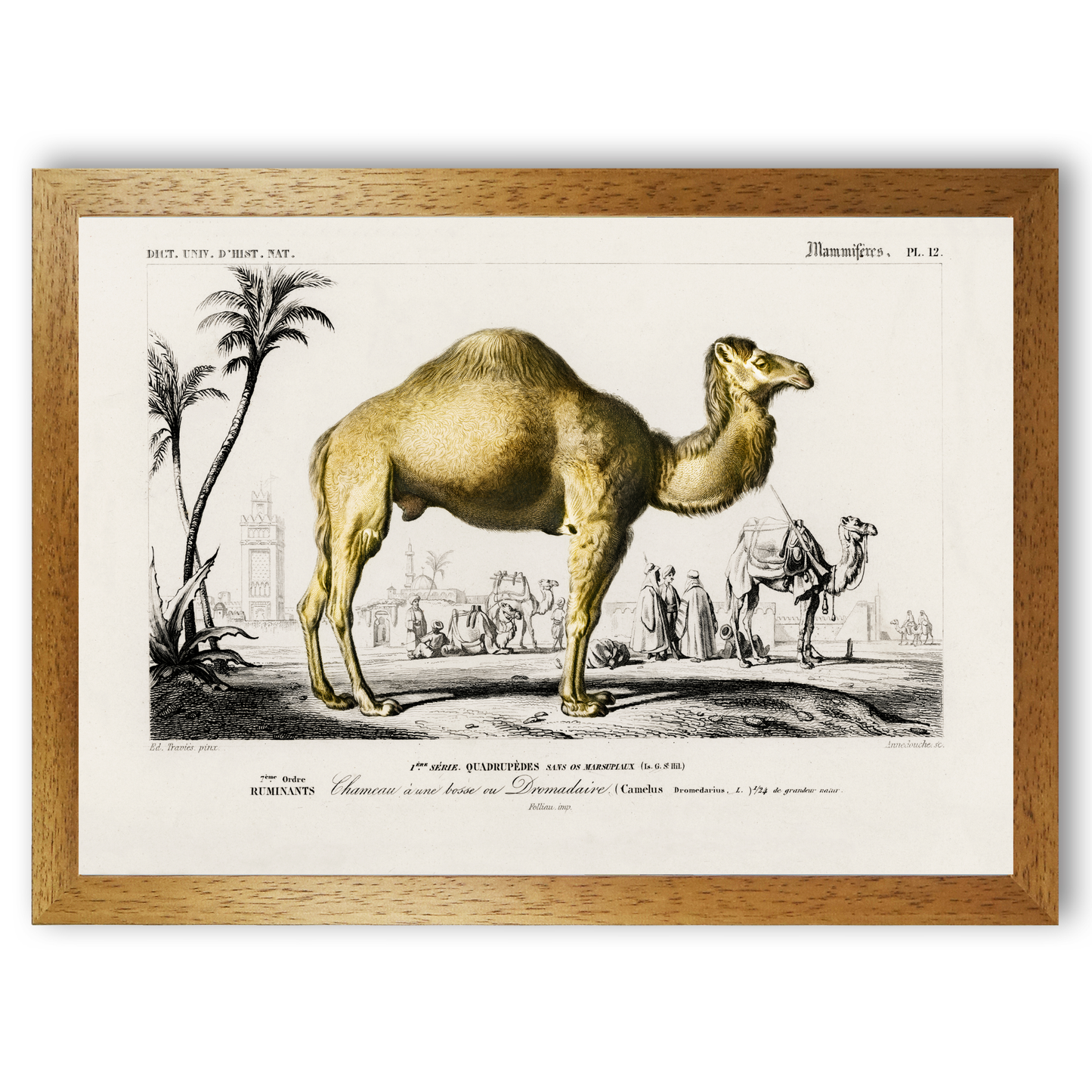 Camel by Jason Stanley