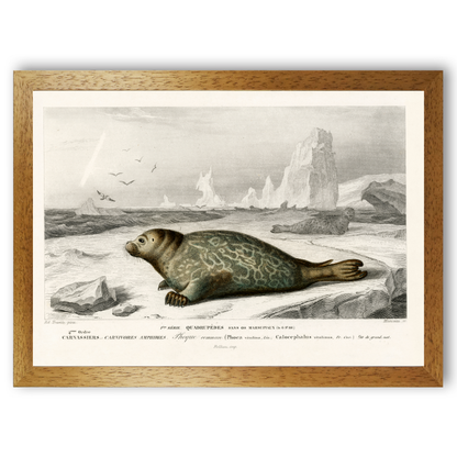 Seal by Jason Stanley