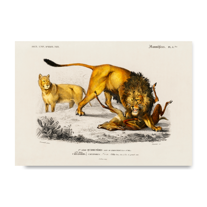 Lion by Jason Stanley