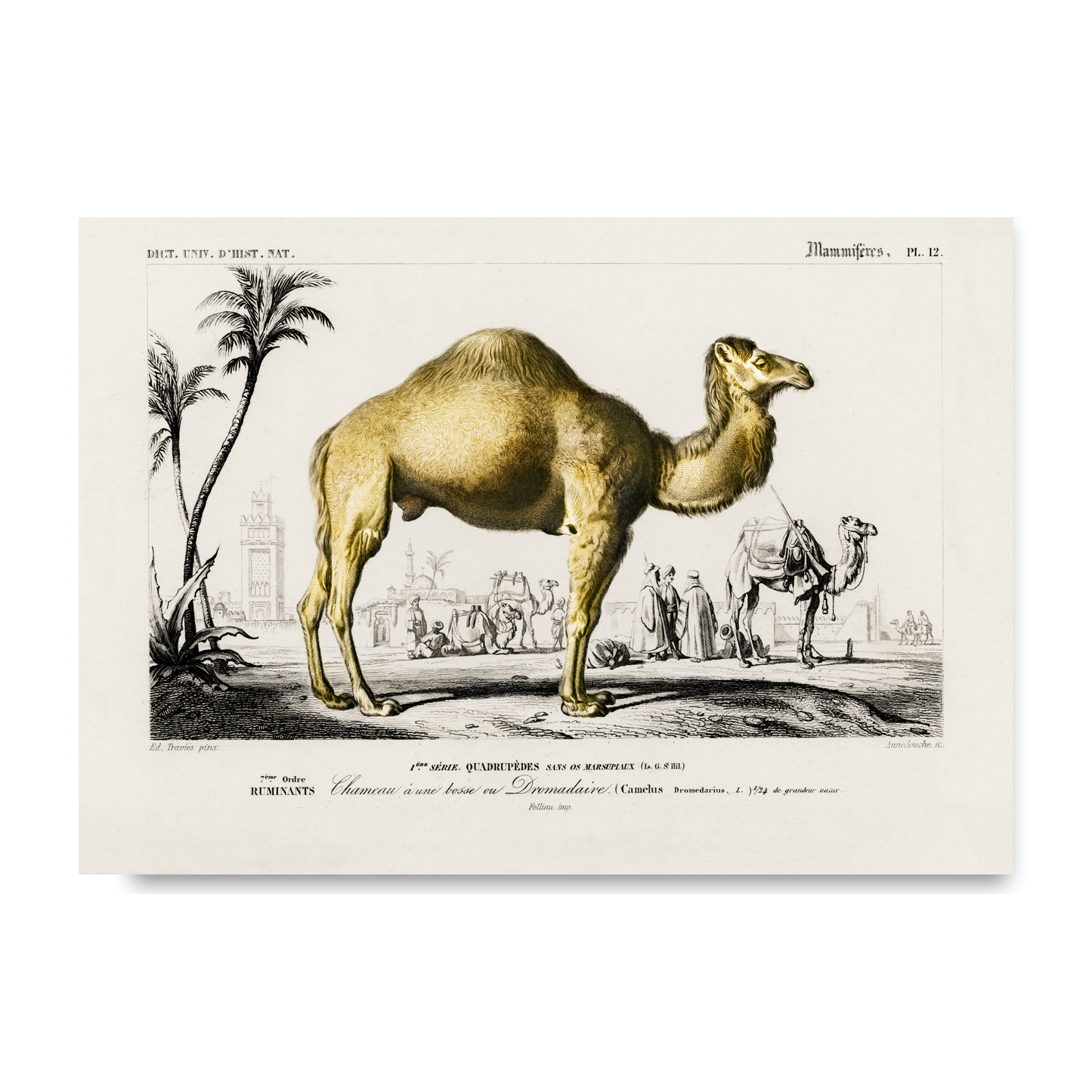 Camel by Jason Stanley