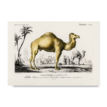 Camel by Jason Stanley