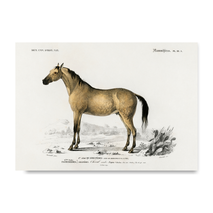 Horse by Jason Stanley