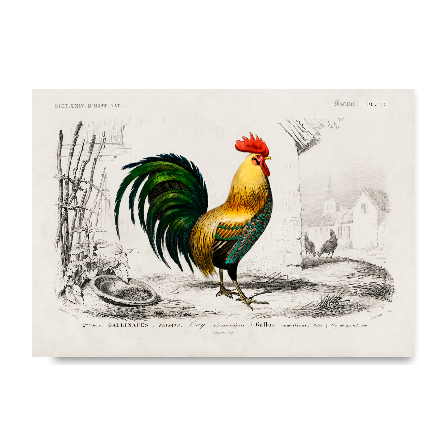 Cockrel by Jason Stanley
