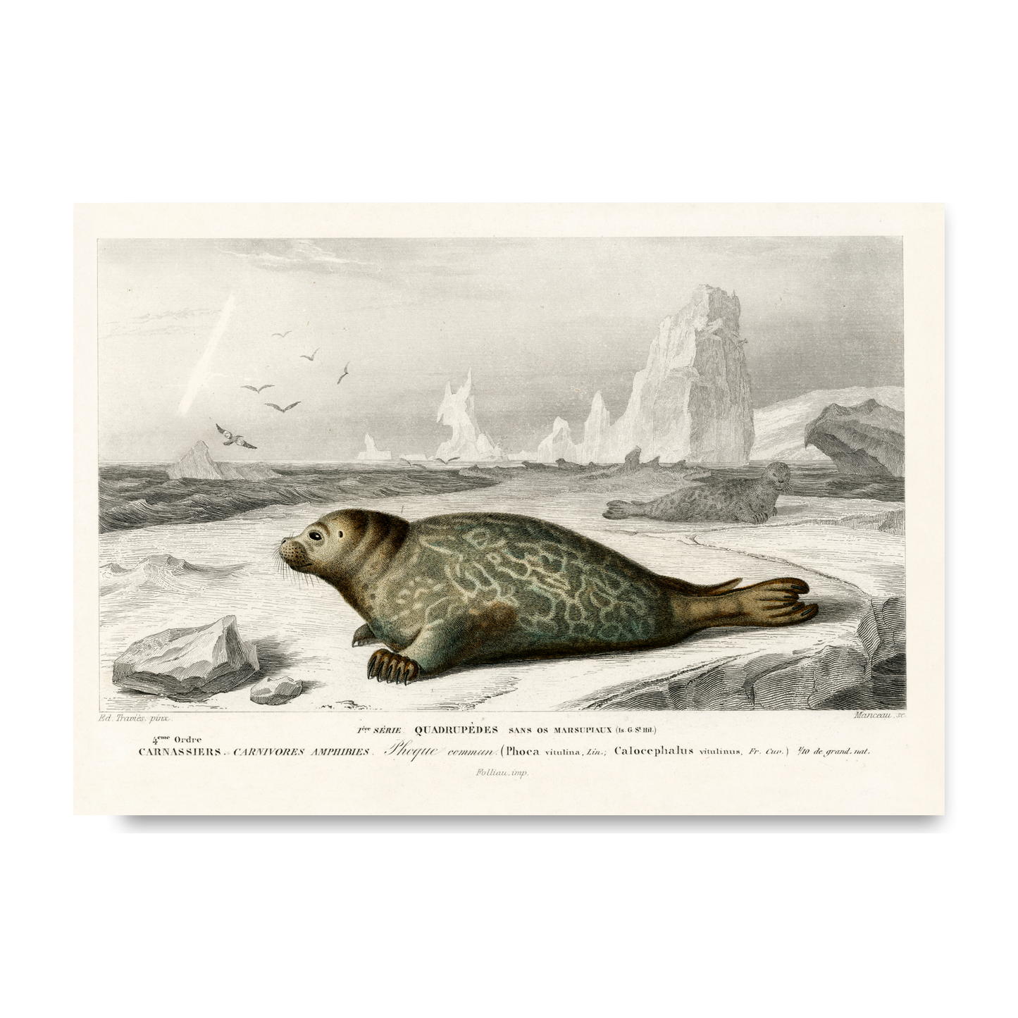 Seal by Jason Stanley