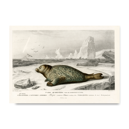 Seal by Jason Stanley