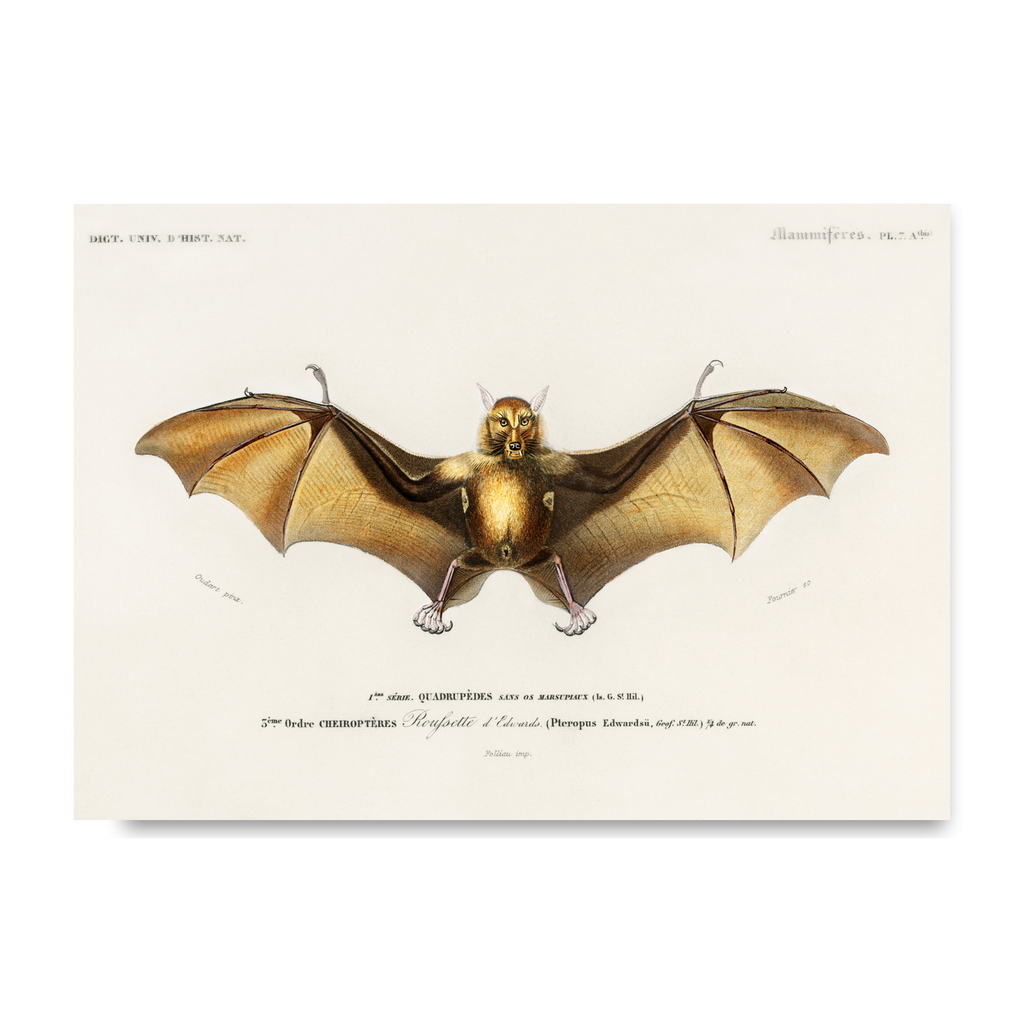 Bat by Jason Stanley