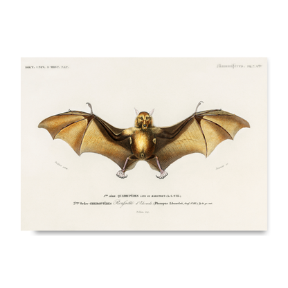 Bat by Jason Stanley