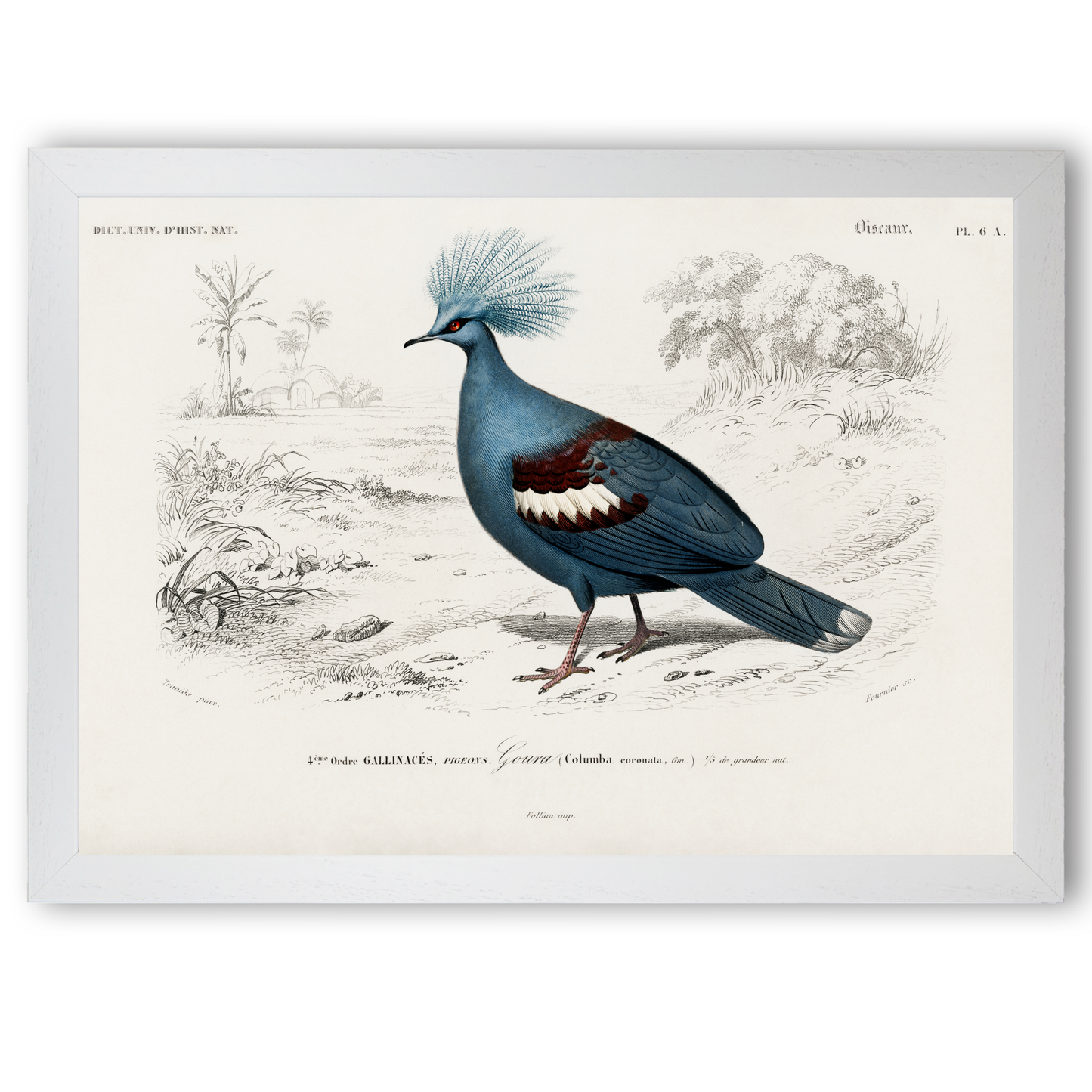 Goura by Jason Stanley