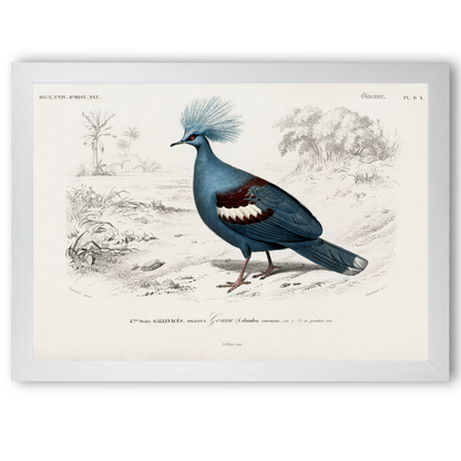 Goura by Jason Stanley
