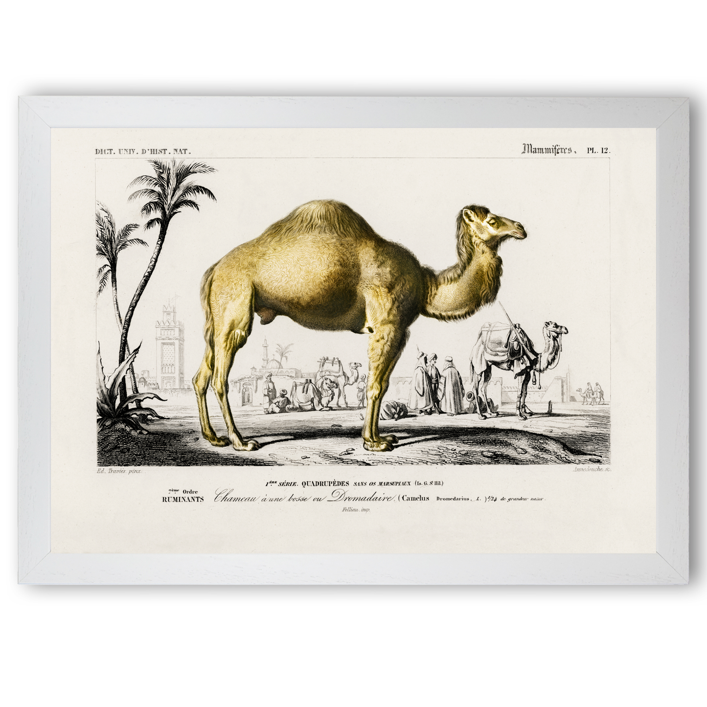 Camel by Jason Stanley