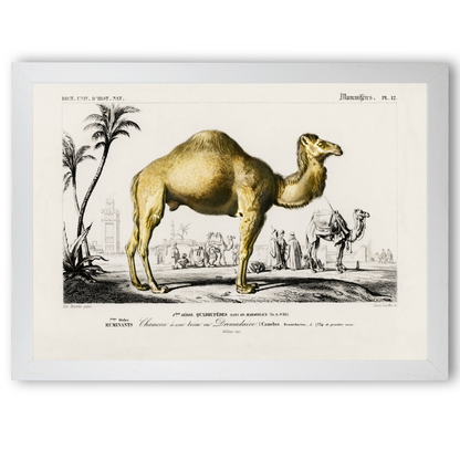 Camel by Jason Stanley