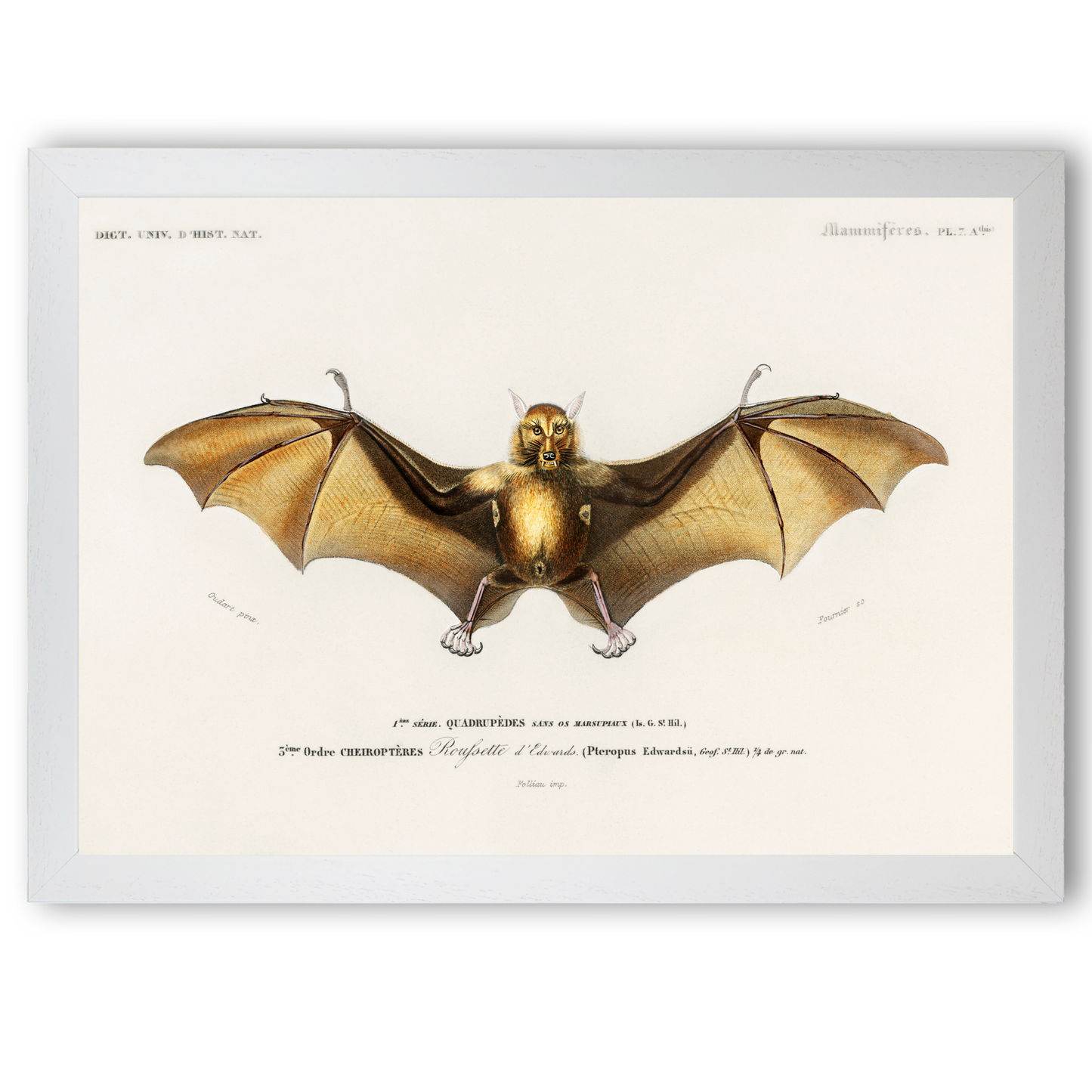 Bat by Jason Stanley