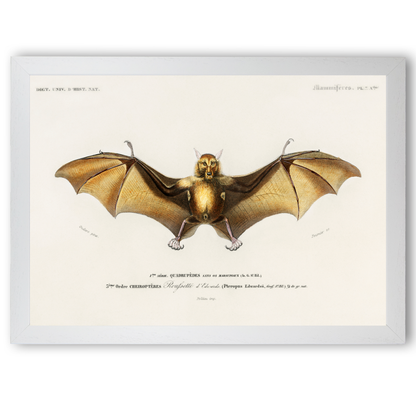 Bat by Jason Stanley