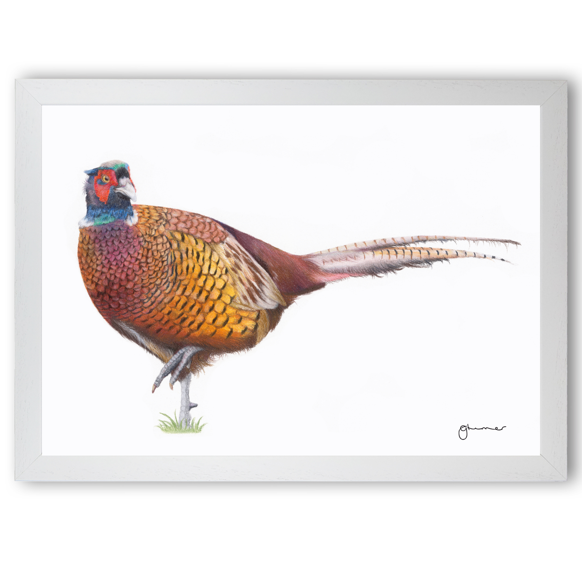 Feathers by Georgie Turner