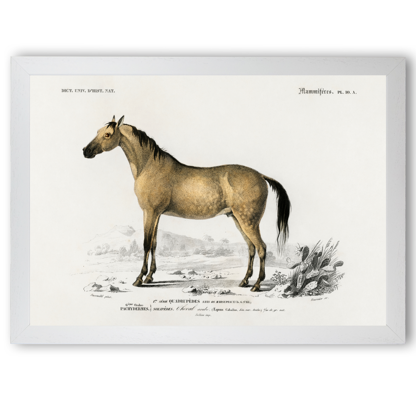 Horse by Jason Stanley
