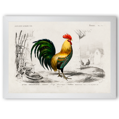 Cockrel by Jason Stanley