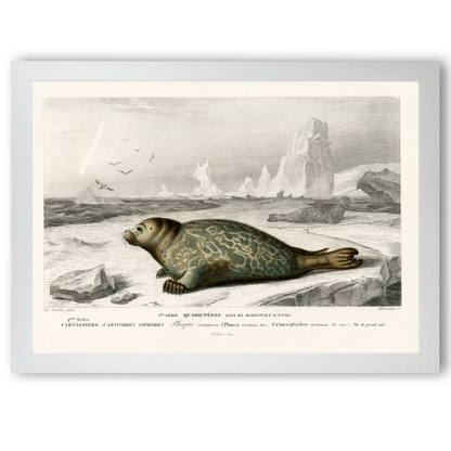 Seal by Jason Stanley