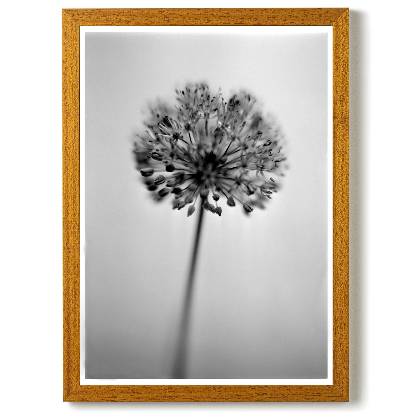 Allium No.01 by Samuel Knight