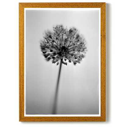 Allium No.01 by Samuel Knight