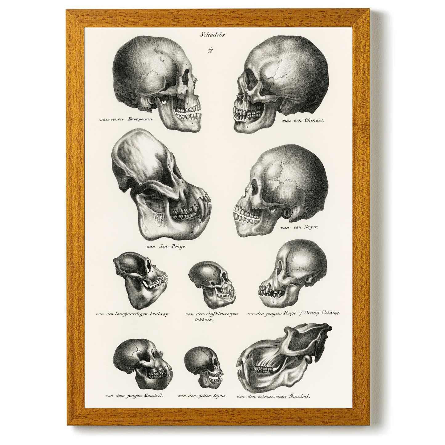 Skulls by Jason Stanley
