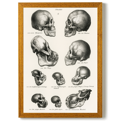 Skulls by Jason Stanley