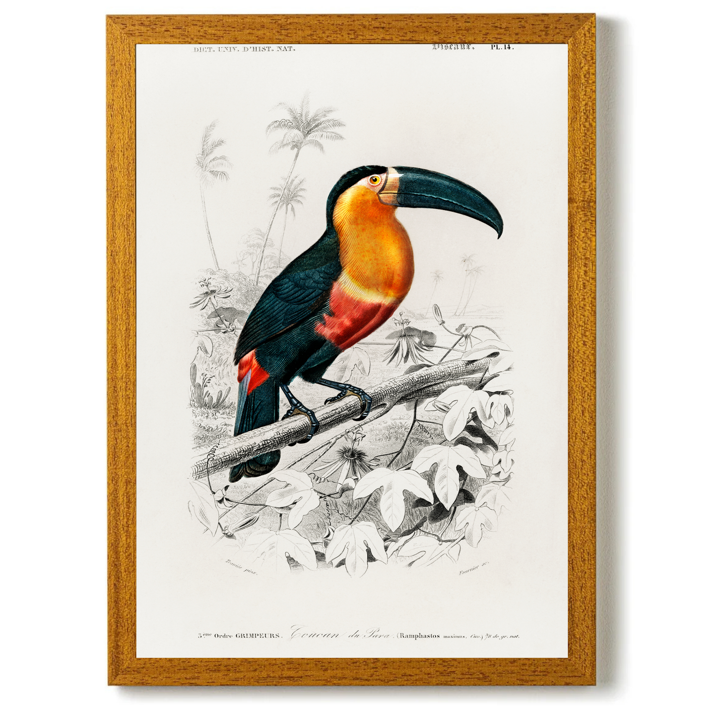 Tucan by Jason Stanley