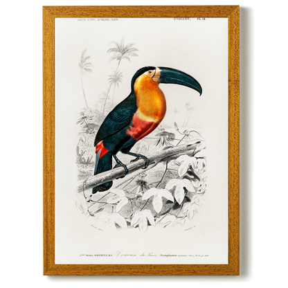 Tucan by Jason Stanley