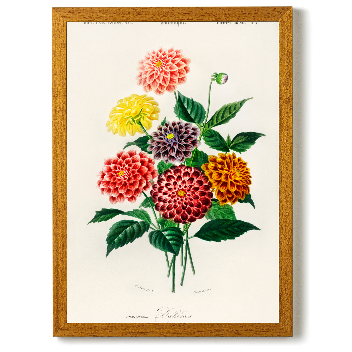Dahlia by Jason Stanley