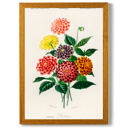 Dahlia by Jason Stanley