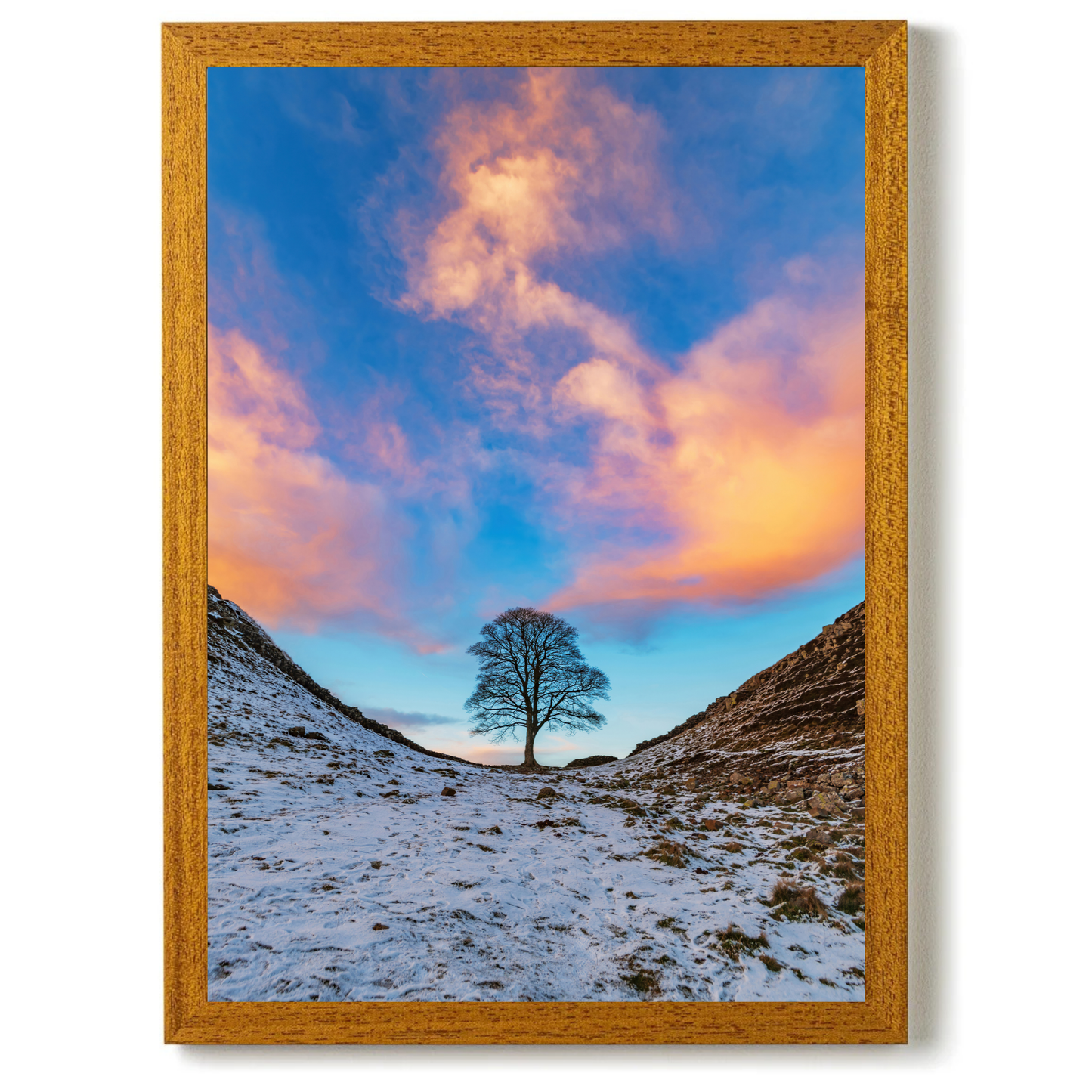 Sycamore Gap In the Golden Hour by Steven Robinson